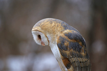 A close-up of a Barn Owl (Tyto alba) looking down..
