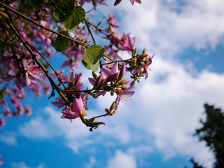 Pink flower on acacia tree with blue sky