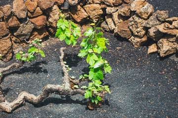 famous vineyards of La Geria on volcanic soil, Lanzarote Island, Spain