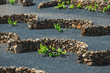 Fototapeta na wymiar famous vineyards of La Geria on volcanic soil, Lanzarote Island, Spain
