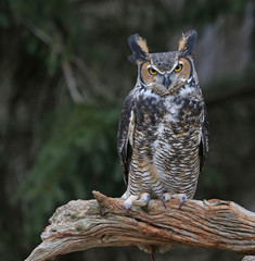 A close-up of a Great Horned Owl (Bubo virginianus) looking at the camera..