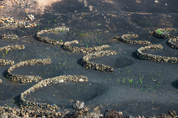famous vineyards of La Geria on volcanic soil, Lanzarote Island, Spain