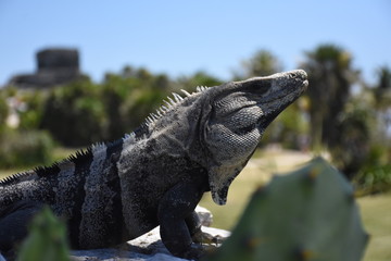 Iguana at Tulum Ruins (Mexico)