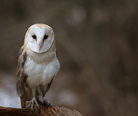 A close-up of the back of a Barn Owl (Tyto alba)..