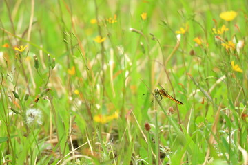 草むらのトンボ