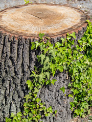 Efeu an baumstumpf