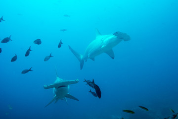 Scalloped hammerhead sharks swimming in the Pacific - obrazy, fototapety, plakaty