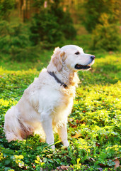 Adorable golden retriever dog sitting on spring green grass in park.  Adventures pets travel concept solar bright effect.