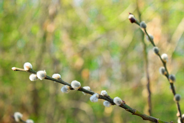 Twigs of willow on a background of green forest