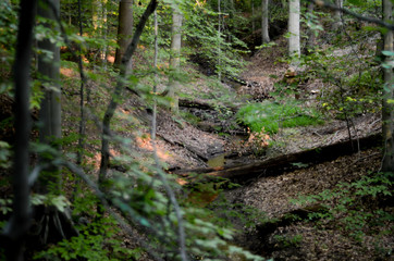 Secret Creek in the Woods