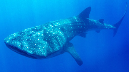 Naklejka premium Whale shark around Utiila, Honduras