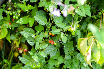 Bush in Bloom with Flowers and Berries
