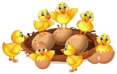 Many chicks and eggs in nest