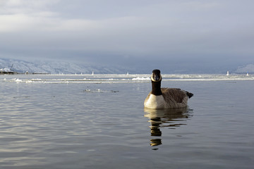 Canada Geese