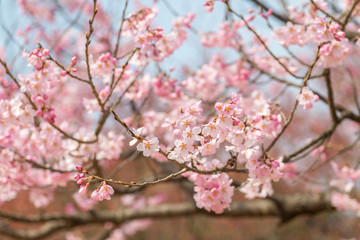 Cherry blossom in april, sakura branch over blue sky background, South Korea, Daejeon