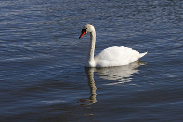Fototapeta premium A Mute Swan (Cygnus olor) gliding in the Speed river in Cambridge, Ontario..