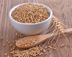 corinder seeds in wood spoon on table