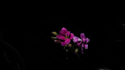 Kalanchoe in the dark