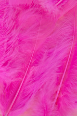 This is a photograph of Bright Pink craft feathers background