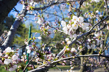 High Park Cherry Blossom Bloom