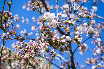 High Park Cherry Blossom Bloom