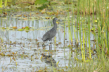 Black Egret, Egretta ardesiaca, fishing in water