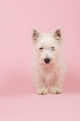 West Highland White Terrier puppy
