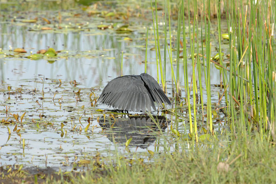 Black Egret, Egretta ardesiaca, fishing in water