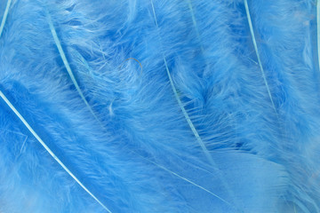 This is a photograph of Blue craft feathers background