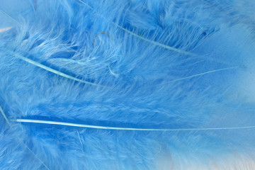 Fototapeta na wymiar This is a photograph of Blue craft feathers background