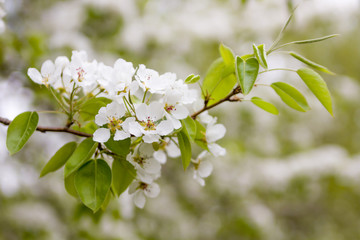 A branch of a blossoming apple tree, blossoming flowers and greens. Spring, gardening.
