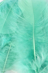 This is a photograph of Green craft feathers background