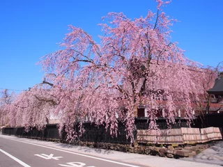 Crédence de cuisine en verre imprimé Fleur de cerisier Cerisier pleureur de résidence de samouraï de Kakukan