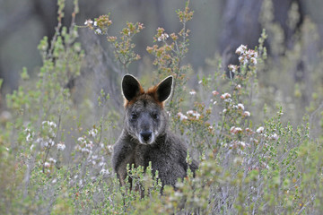 Black or Swamp Wallaby surrounded by wildflowers