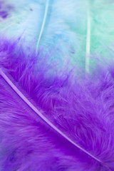 Fototapeta na wymiar This is a photograph of Blue,Green and Purple craft feathers background