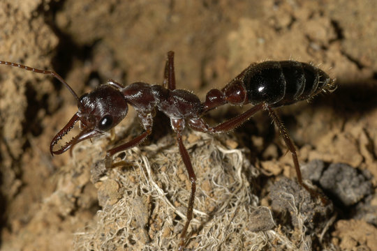 Bull ant