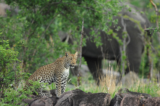 Female leopard on rocks with elephant in background