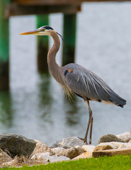 Blue Heron