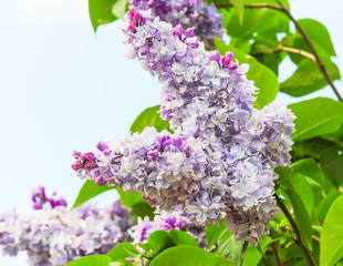Blooming varietal selection double lilac (Syrínga). The Sort Of 