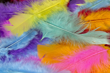 This is a photograph of colorful craft feathers background