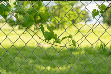Leaf on Fence