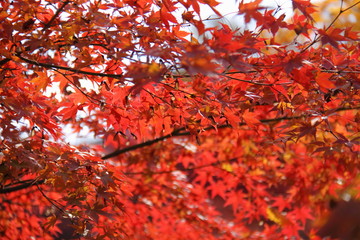京都の紅葉