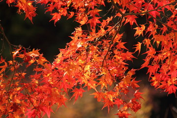 京都の紅葉