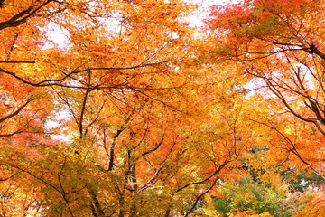 秋の京都の寺院の庭の紅葉