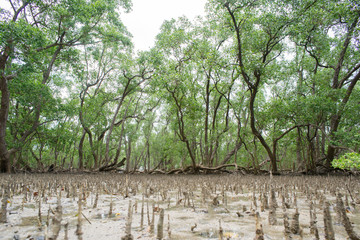 Obraz premium Tropical mangrove forest at coast.