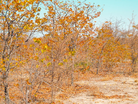 Golden leaves on trees and dry ground of African bush.