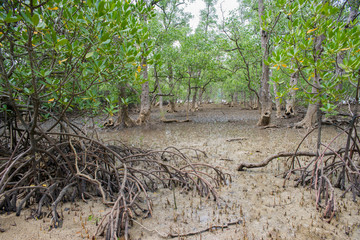 Tropical mangrove forest at coast.