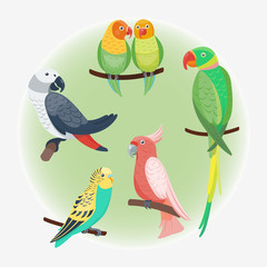 Naklejka premium Cartoon tropical parrot wild animal bird vector illustration wildlife feather zoo color nature vivid.
