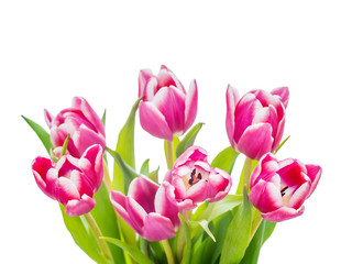 Obraz premium Bouquet of Tulip Flowers Isolated on White