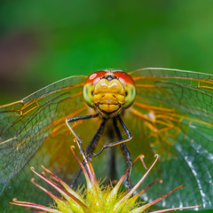 Dragonfly Insect Macro Portrait on Green Background